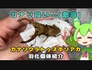 【クワガタ飼育】カナリクラトゥスホソアカクワガタ 羽化個体紹介