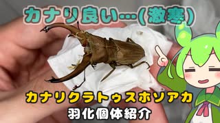 【クワガタ飼育】カナリクラトゥスホソアカクワガタ 羽化個体紹介