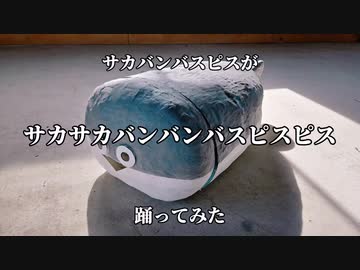 【サカバンバスピスが】サカサカバンバンバスピスピス【踊ってみた】【たるコレ2024春】