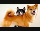写真慣れしすぎた柴犬可愛すぎる