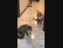 ホモと見るチャッキー犬vsネコ