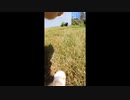 ホモと見る猫カメラシリーズ