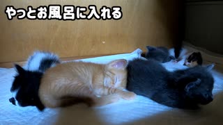 みんなで子猫の子育て中、お風呂に入ろうとする飼主に返事する叔母猫【入浴中、子猫たちは大丈夫？】