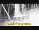 (閲覧注意・ハクビシン２匹目)変態忍者の、有害鳥獣駆除従事活動記・その２８６