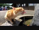 【野良猫】あ、ちょうどよかった水出してニャン【地域猫】