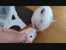 ハムスター飼いました。〜その162〜2024年5月だよ!!体重測定だよ!!