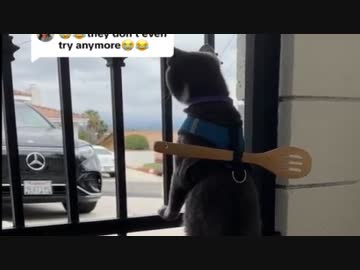 ホモと見るとんでもない脱走対策をされてしまう猫