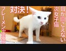 対決！耳が聞こえない保護子猫vsフレーメン次男坊猫
