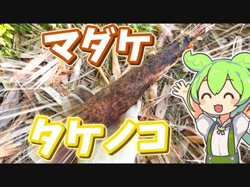 マダケのタケノコをホイル焼きにするずんだもん