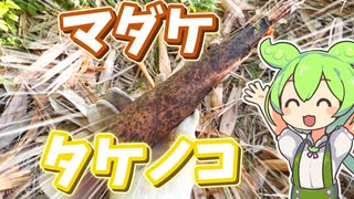 マダケのタケノコをホイル焼きにするずんだもん