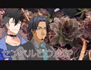 【多肉植物】低音コンビのセンペルビウムチャンネル＃4 センペルビウムSP の植え替え【ソフトウェアトーク劇場】