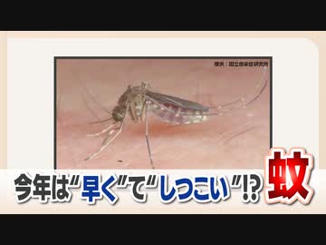 すでに活発化した今年の「蚊」　専門家は「早くて多くてしつこい」　刺されないポイント　除菌シートなどで足を拭くと効果的