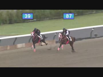 【2024 北海道トレーニングセール】公開調教第4クルー