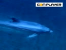 □□□□□□dolphin□□□□□□□❤️