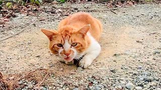 広場で出会った野良猫、最初は警戒していたけどねこじゃすりで撫でると転がって喜んだ