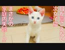 耳が聞こえない保護子猫、失踪する