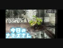 赤ちゃんなまず飼育日記 349日目