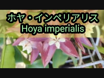 ホヤ・インペリアリス(Hoya imperialis)