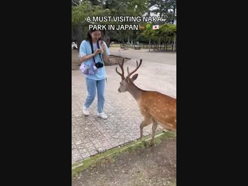 ホモと見るお辞儀する鹿