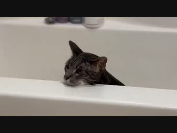 ホモと見るNOと言える猫