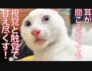 耳が聞こえない子猫、視覚と触覚全開で甘える