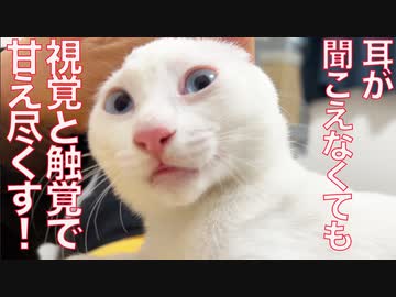 耳が聞こえない子猫、視覚と触覚全開で甘える