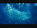 【環境音】水族館