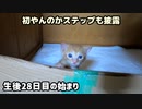猫パンチされるたびにコケる子猫が可愛い「母猫は見るなと訴える」「でもここまで育ちましたと言ってるようでもある」生後28日目の始まり