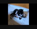 【ショート】子猫姉妹のかわいい対決