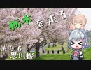 【CeVIO車載】栃木を走る#96　思川桜