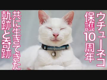 珍妙ウチューネコ、10周年の軌跡と奇跡