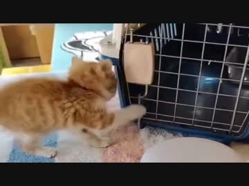 ホモと見る餌をもらうため完璧に訓練された猫