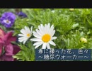 春に撮った花色々(2024)糖尿ウォーカー