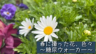 春に撮った花色々(2024)糖尿ウォーカー