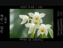 【歌ってみた】HONEY BLADE / hide【ボカロV系カバー祭歌みた編2024夏】