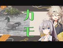近所の鳥さん紹介日記＃11