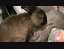 【ウサギ】うさざつ　五月号【琴葉茜】