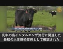 米国ミシガン州の農場労働者が乳牛との接触から鳥インフルエンザに感染