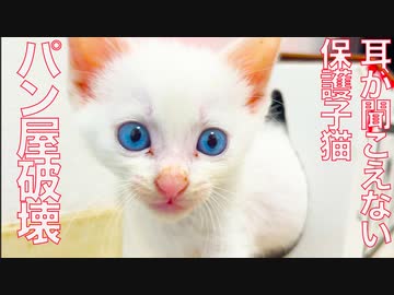 耳が聞こえない次女猫、パン屋を破壊する