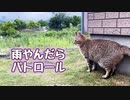 雨がやんだらパトロール