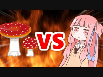 茜ちゃんVSベニテングタケ