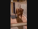 ホモと見る驚きすぎな犬