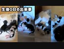 子猫の成長を一時間毎に見てみよう【生まれて間もない赤ちゃん】母猫は一ヶ月前まで野良猫さん
