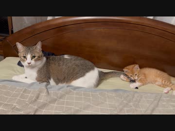 兄弟猫のじゃれつき