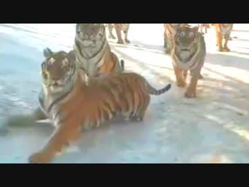 地面が滑りすぎて全然思い通りの動きができないトラ、いつ見ても可愛すぎる