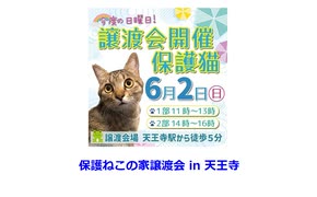 保護ねこの家譲渡会