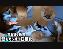 足を噛まれて初めて本気で悲鳴をあげた子猫は本気の猫キックで仕返し「でもオス子猫は強い」