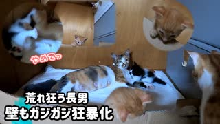 足を噛まれて初めて本気で悲鳴をあげた子猫は本気の猫キックで仕返し「でもオス子猫は強い」