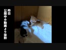 【ショート】猫のこういうところが好き（子猫も心配したりケンカの仲裁に入ったりするんだね）
