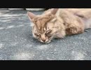 ゼットンさん福井猫寺配信 20240602